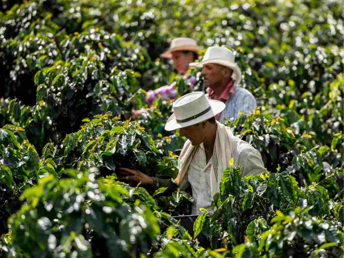 Qué hacer en el Eje Cafetero
