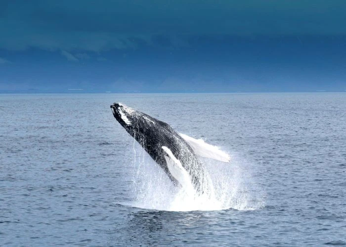 consejos avistamiento de ballenas