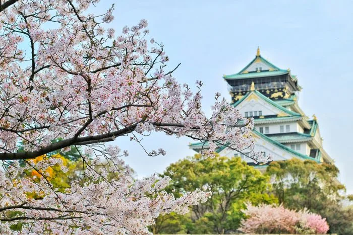 portada japon sakura