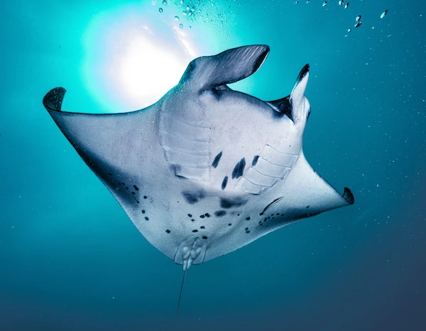 ver mantarrayas en maldivas
