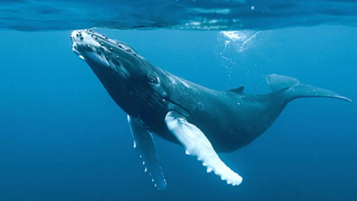 Avistamiento de ballenas en Islandia