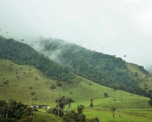 Valle del Cocora Colombia