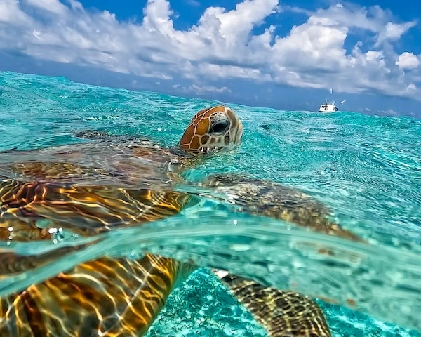 ver tortugas en maldivas