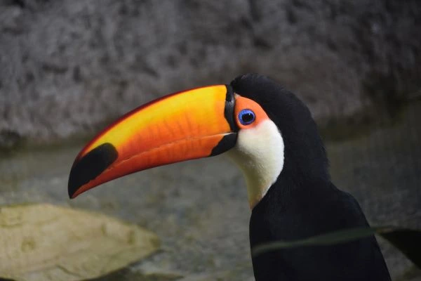 tucan salvaje Brasil