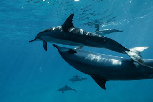 delfines